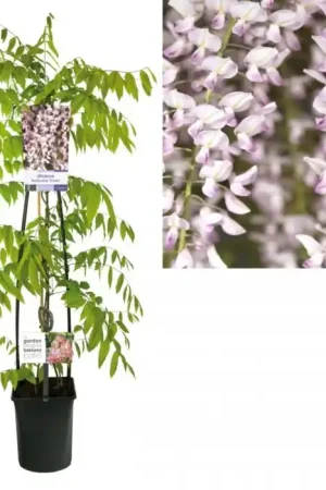 Expreslevering - Blauwe regen - Wisteria floribunda Rosea