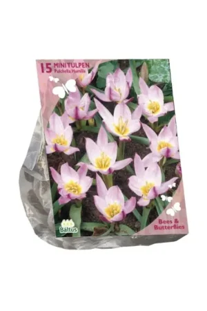 Bees & Butterflies - Tulipa Pulchella Humillis per 15 - Laatste kans