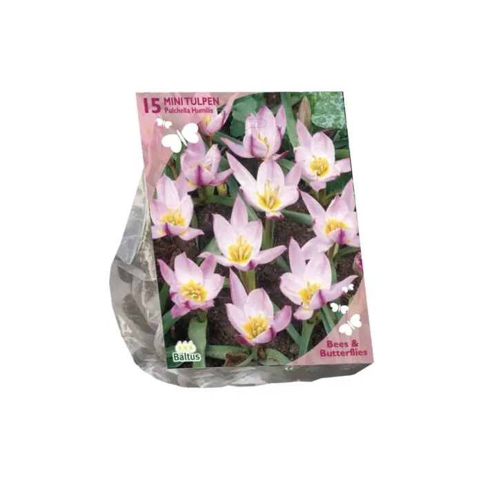 Bees & Butterflies - Tulipa Pulchella Humillis per 15 - Laatste kans