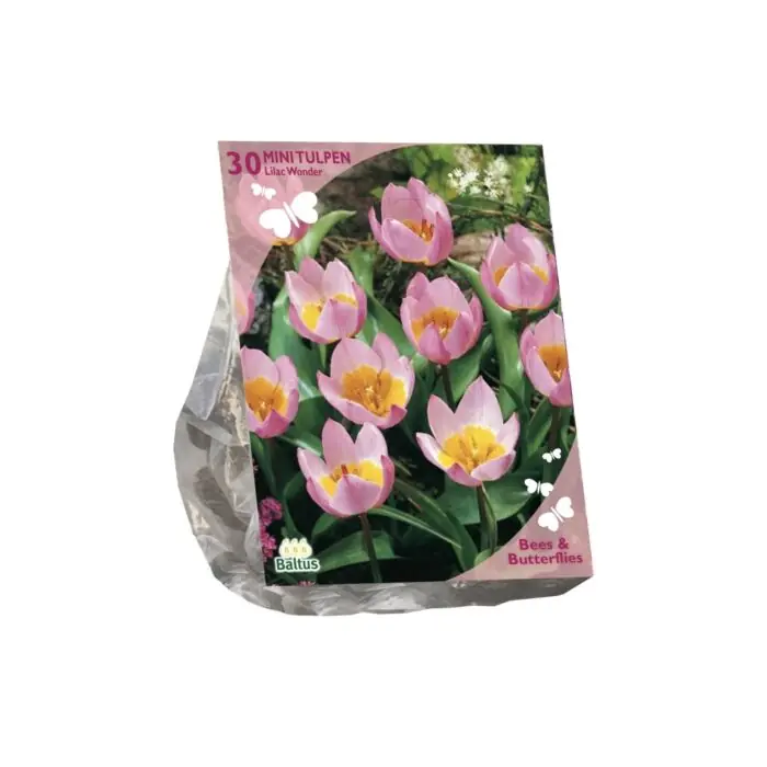 Meest verkocht - Bees & Butterflies - Tulipa Bakari Lilac Wonder per 30