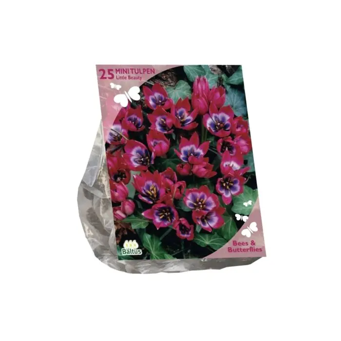 Online bestellen - Bees & Butterflies - Tulipa Little Beauty per 25