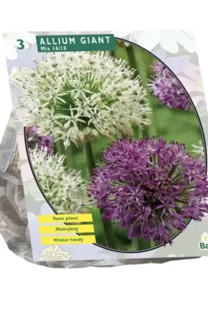 Allium Giant Mix per 3 - Aanbieding