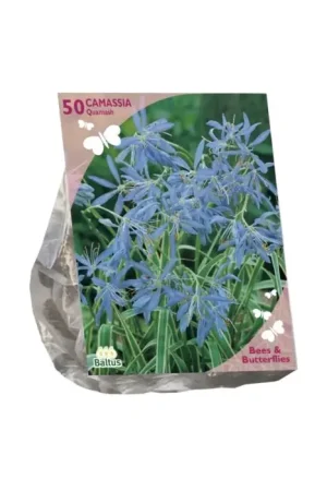Bees & Butterflies - Camassia Quamash per 50 | Actieprijs