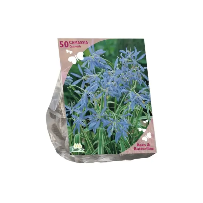 Bees & Butterflies - Camassia Quamash per 50 | Actieprijs