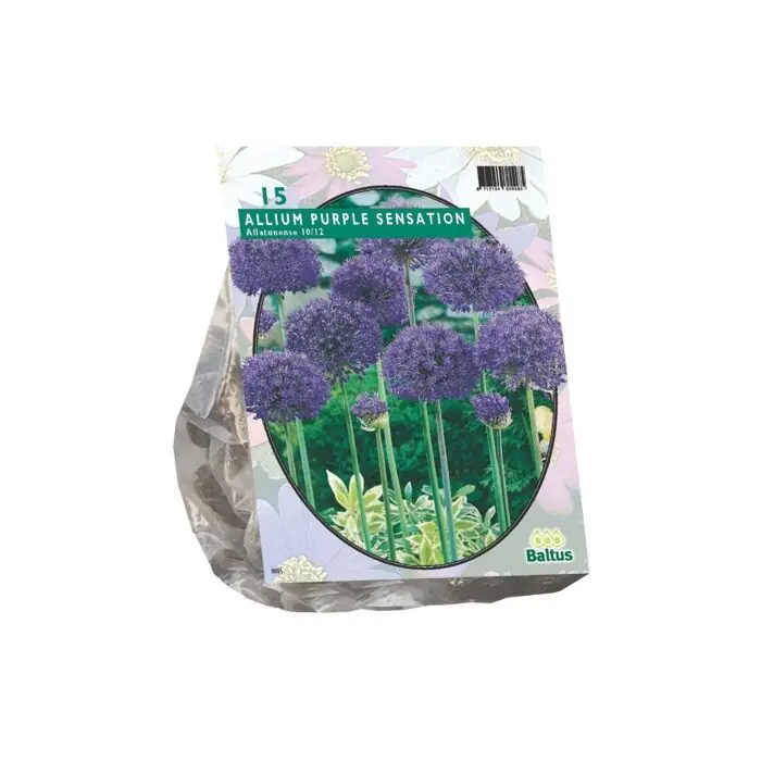 Veel gevraagd - Allium Aflatunense Purple Sensation per 15