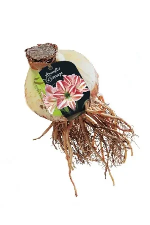 Amaryllis, Gestreept - Net toegevoegd