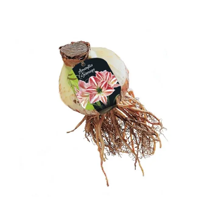 Amaryllis, Gestreept - Net toegevoegd