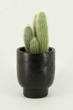 Cleistocactus Strausii - Topproduct