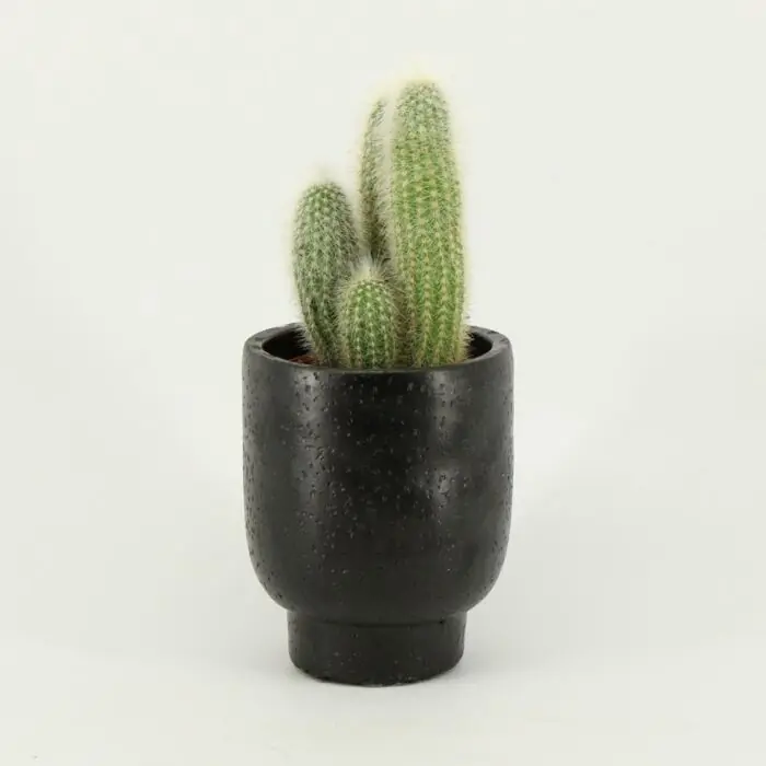 Cleistocactus Strausii - Topproduct