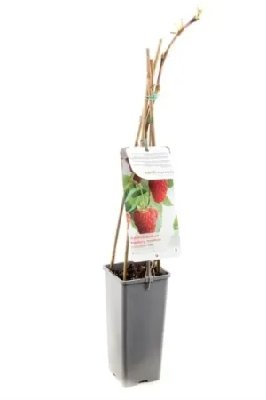 Dagdeal | Doornloze framboos - Rubus idaeus Solu
