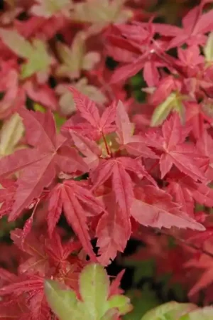 Koop vandaag - Japanse Esdoorn - Acer palmatum Beni-maiko