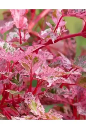 Snelle verzending | Japanse Esdoorn - Acer conspicuum red flamingo