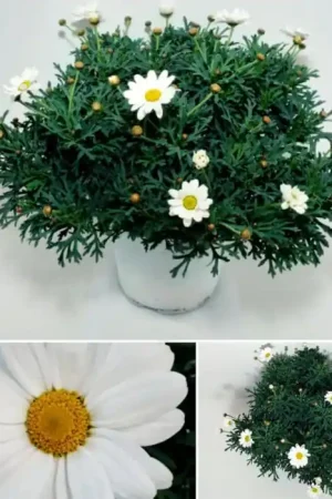 Margriet Ø 18 cm Struik | Actieprijs
