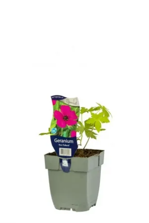 Ooievaarsbek - Geranium ‘Ann Folkard‘ | Aanbieding loopt bijna af