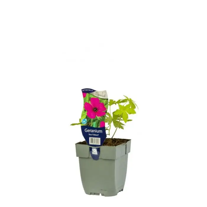 Ooievaarsbek - Geranium ‘Ann Folkard‘ | Aanbieding loopt bijna af