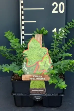Chinese Kamperfoelie - Lonicera nitida ‘Maigrun‘ 4-pack - Klantfavoriet