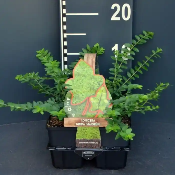 Chinese Kamperfoelie - Lonicera nitida ‘Maigrun‘ 4-pack - Klantfavoriet