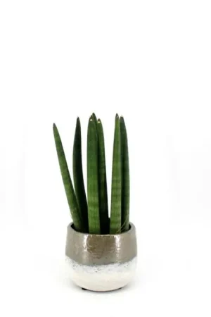 Sansevieria Straight - Vanaf nu beschikbaar