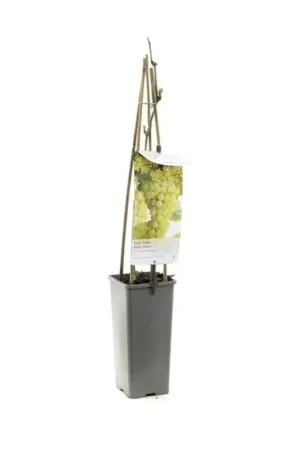 Witte Druif - Vitis Vinifera ‘Solaris‘ | Uitverkoop