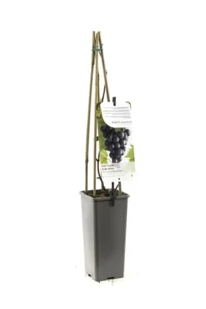 Nog maar een paar beschikbaar - Muskaatdruif - Vitis vinifera Muscat Blue