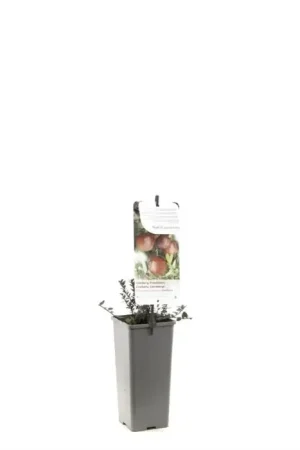 Veenbes - Vaccinium Macrocarpon ‘Cranberry‘ - Trending