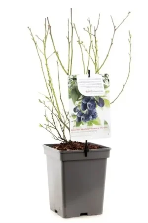 blauwe bes - Vaccinium corymbosum ‘Bluecrop‘ 18 cm | Net binnen