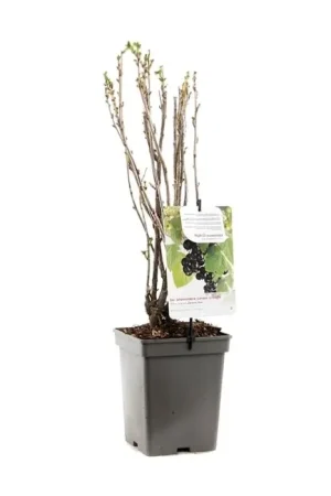 Flitsaanbieding | zwarte Bes - Ribes Nigrum Titania ‘zwarte Bes‘ 18 cm