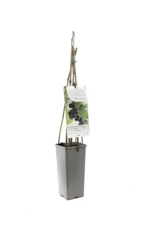 zwarte Bes - Ribes Nigrum Titania ‘zwarte Bes‘ 11 cm - Goed beoordeeld