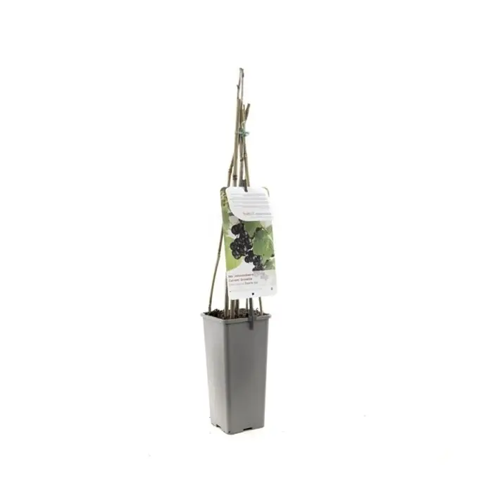 zwarte Bes - Ribes Nigrum Titania ‘zwarte Bes‘ 11 cm - Goed beoordeeld
