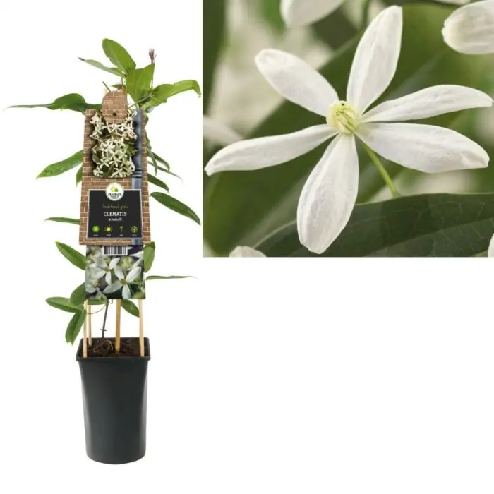 Speciale deal | Bosrank Armandii
