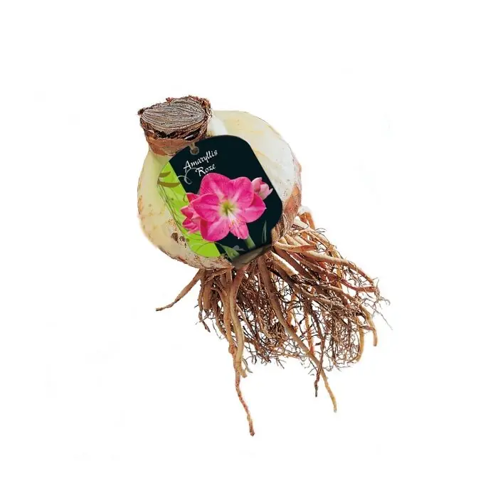 Nieuw in de shop | Amaryllis, Donkerroze (Steeketiket)