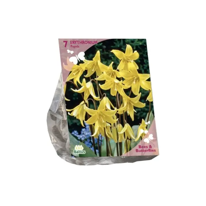 Bees & Butterflies - Erythronium per 7 - Deal