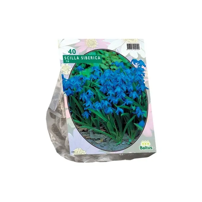 Nieuw | Scilla Siberica per 40