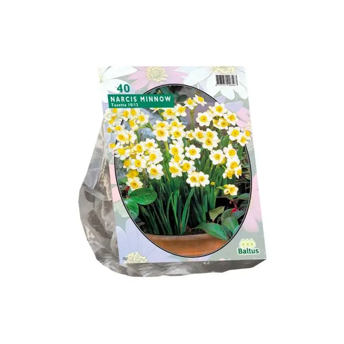 Narcis Mini Minnow per 40 - Nog enkele stuks