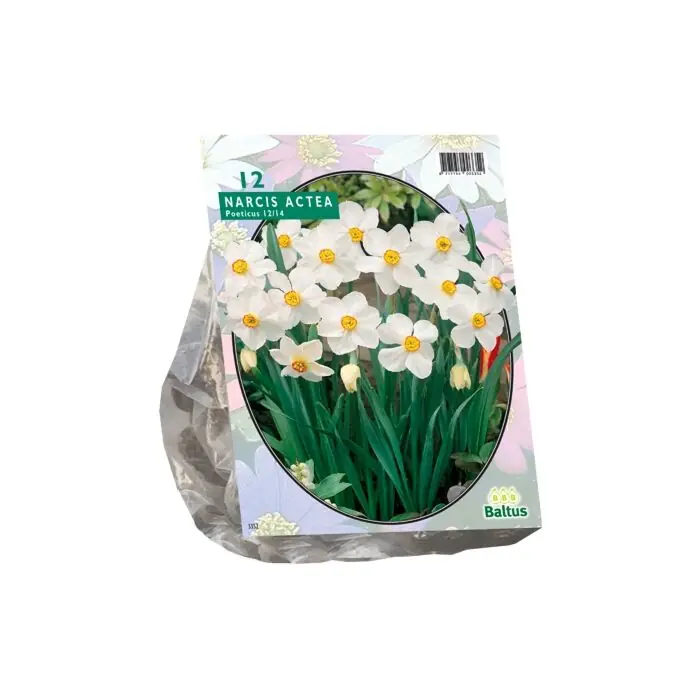 Bestel vandaag - Narcis Actea per 12