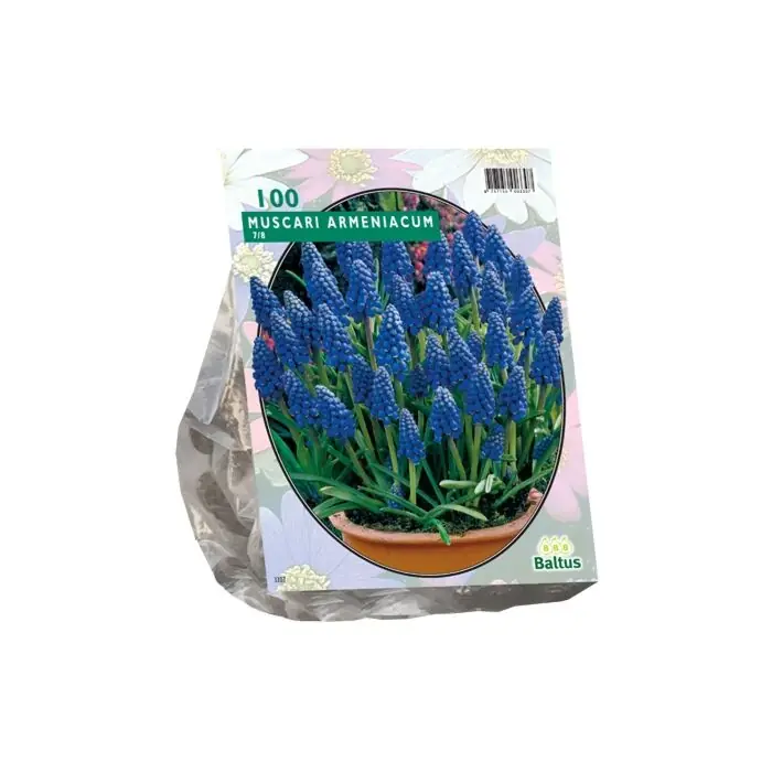 Outlet - Muscari Armeniacum per 100