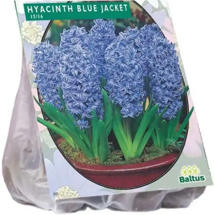 Laatste kans - Hyacinth Blue Jacket per 10