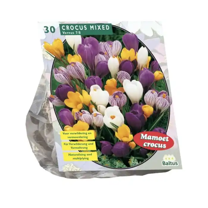 Crocus Grootbloemig, Mix per 30 | Prijs verlaagd