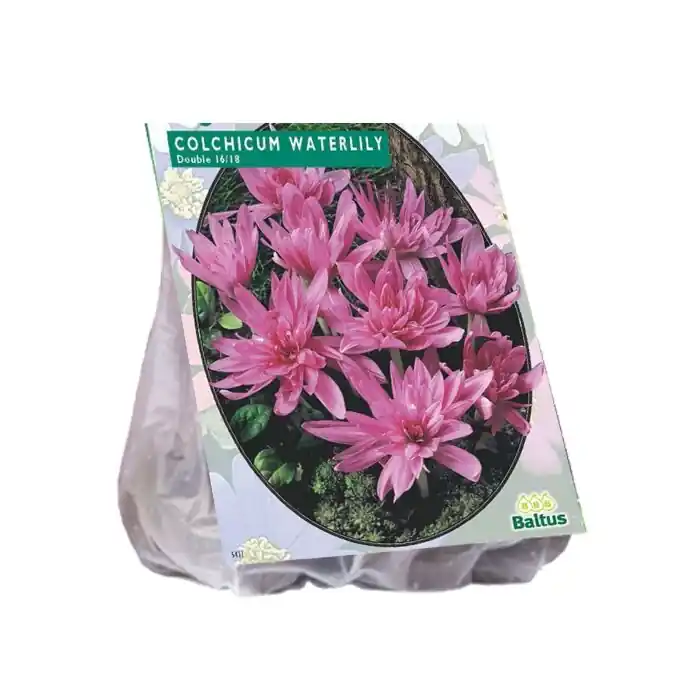 Colchicum Waterlily (Najaarsbl) per 2 | Nieuw binnengekomen