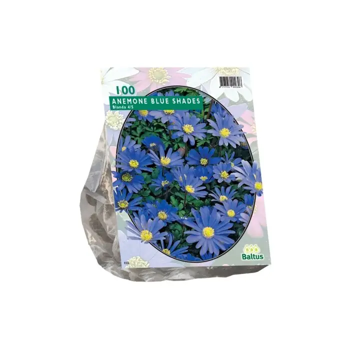 Direct kopen | Anemone Blanda, Blauw per 100