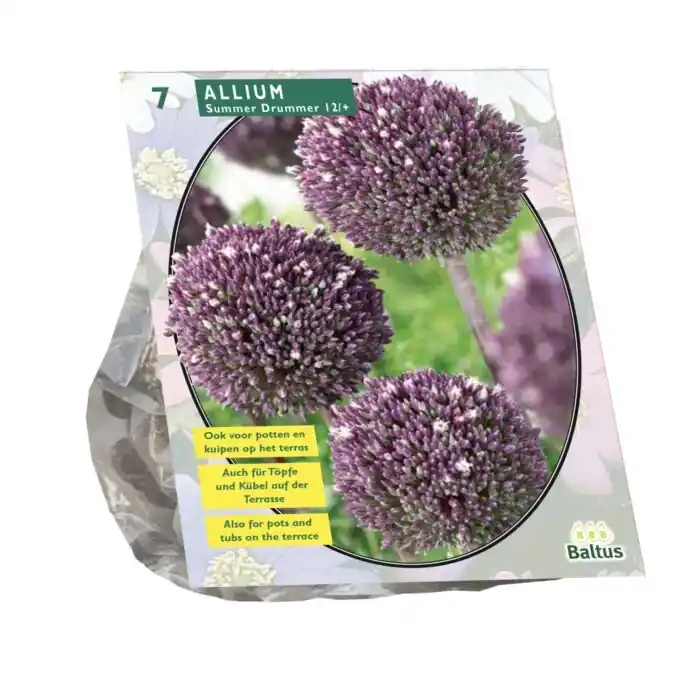 Verlaagde prijs - Allium Summer Drummer per 7