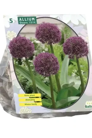 Allium Ostara per 5 | Aanbieding