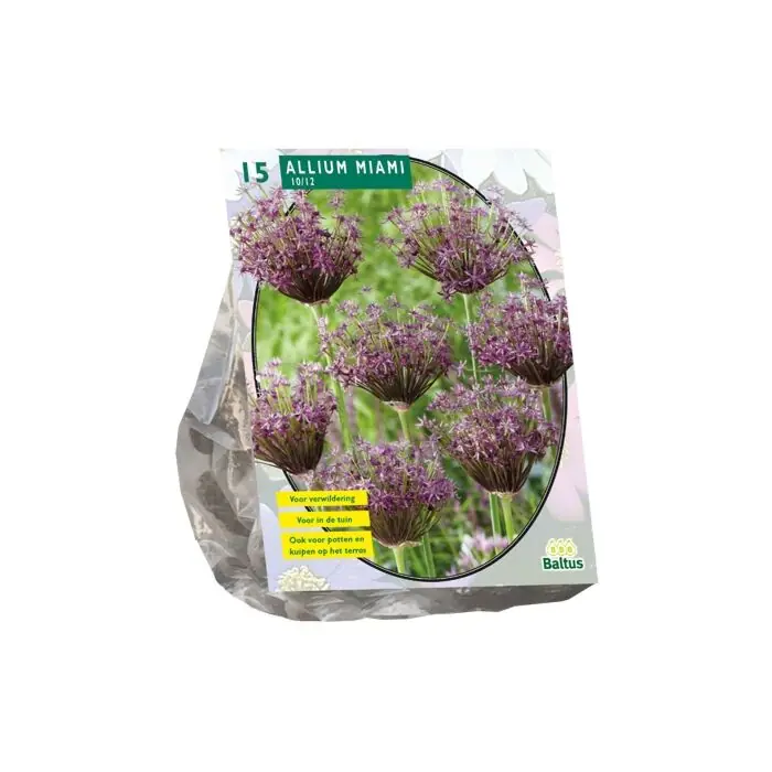 Net binnen - Allium Miami per 15