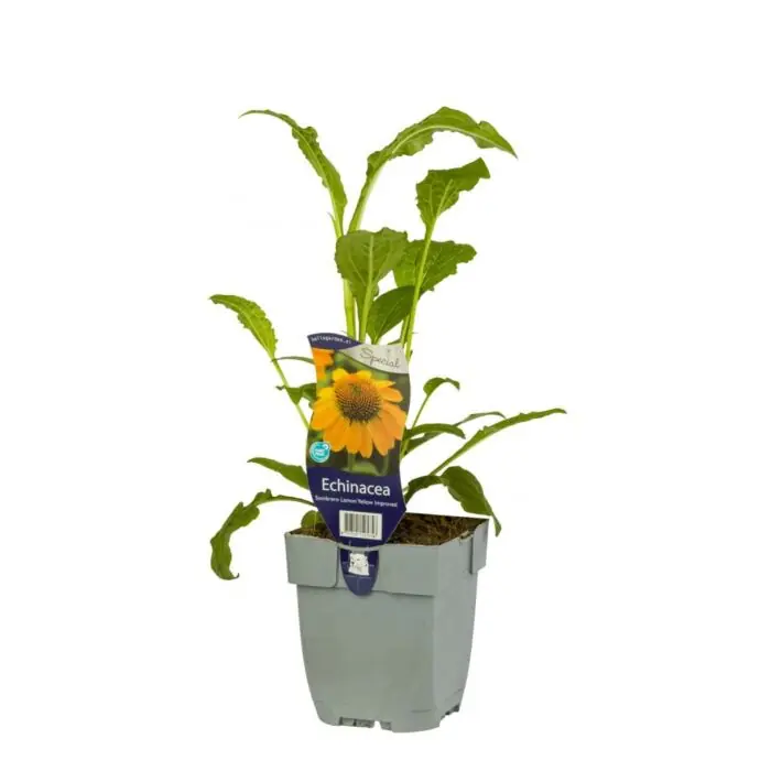 Topprijs | Zonnehoed - Echinacea Sombr. Lemon Yellow Impr.