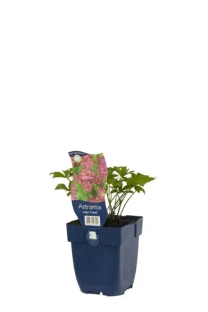 Zeeuws Knoopje - Astrantia Maj. ‘Claret‘ - Online kopen