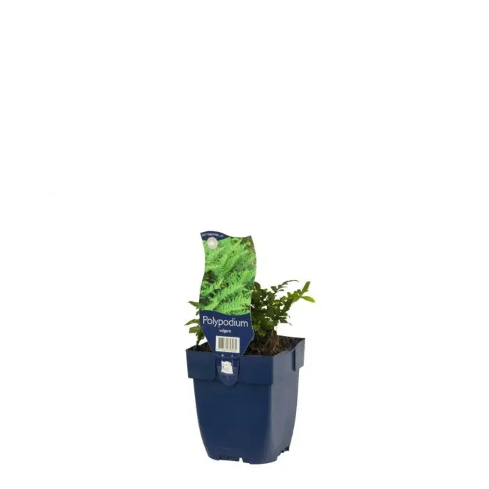Voordeelprijs - Eikvaren - Origanum ‘‘