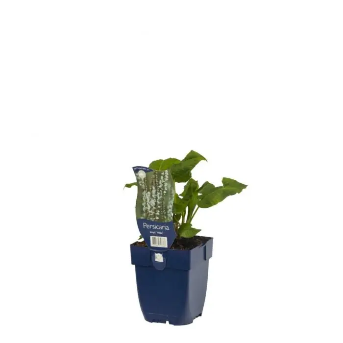 Duizendknoop - Origanum ‘Alba‘ - Expreslevering