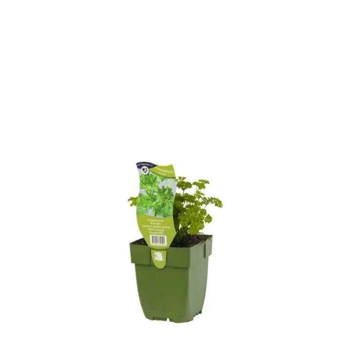 Krulpeterselie - Origanum ‘‘ | Actie