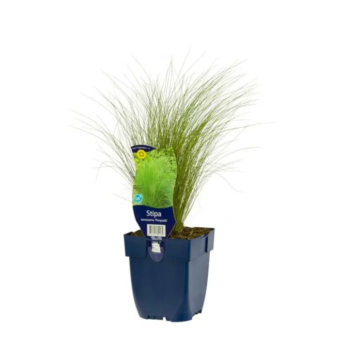 Vedergras - Stipa Tenuissima ‘Ponytails‘ | Direct van de fabrikant