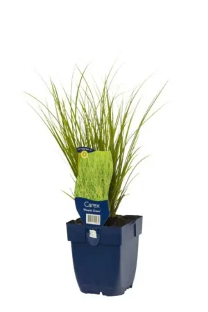 Zegge - Carex ‘Phoenix Green‘ - Professionele kwaliteit